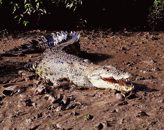 Best of Wildlife Tour Of Odisha