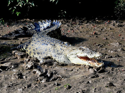 Wildlife Tour Odisha