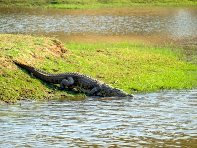 Golden Triangle with Bhitarkanika Tour