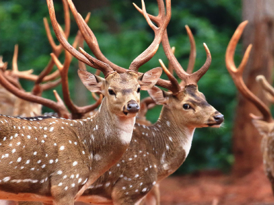 Simlipal National Park Tour Of Odisha